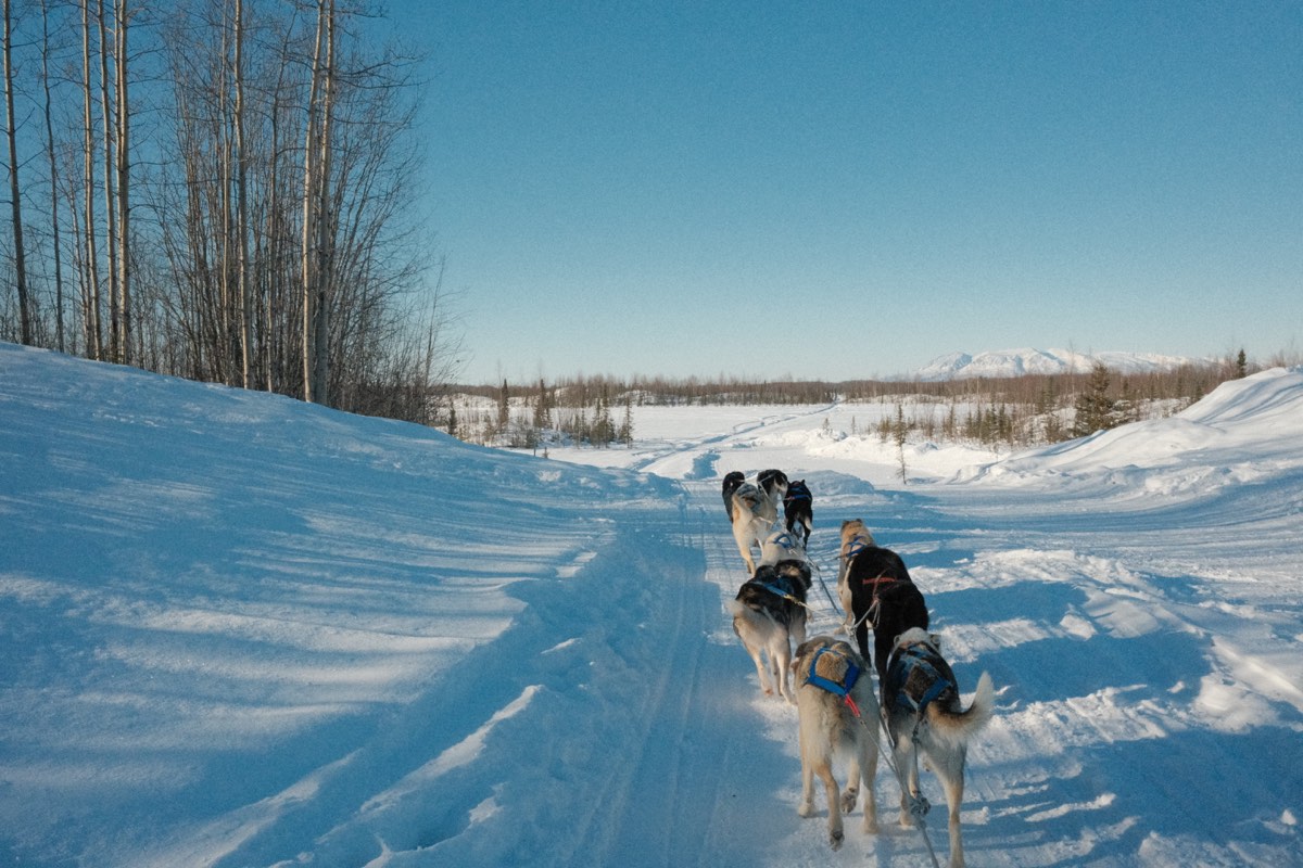 Sled dogs at Happy Trails Kennel, outside of Anchorage. It briefly hit -30F with wind chill out in the open!